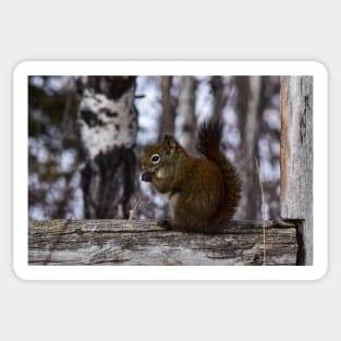 Red Squirrel Snacking. Sticker